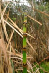 Equisetum hyemale: unbranched, green, sterile stem with leaf sheaths at nodes.
 Image: L.R. Perrie © Te Papa 2013 CC BY-NC 3.0 NZ